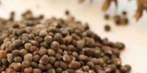 들기름과 참기름