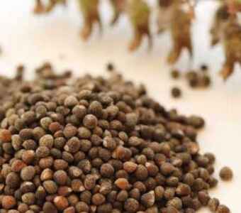 들기름과 참기름