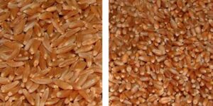 카무트 파로 비교