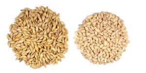 늘보리 찰보리 차이