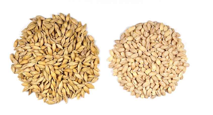 늘보리 찰보리 차이